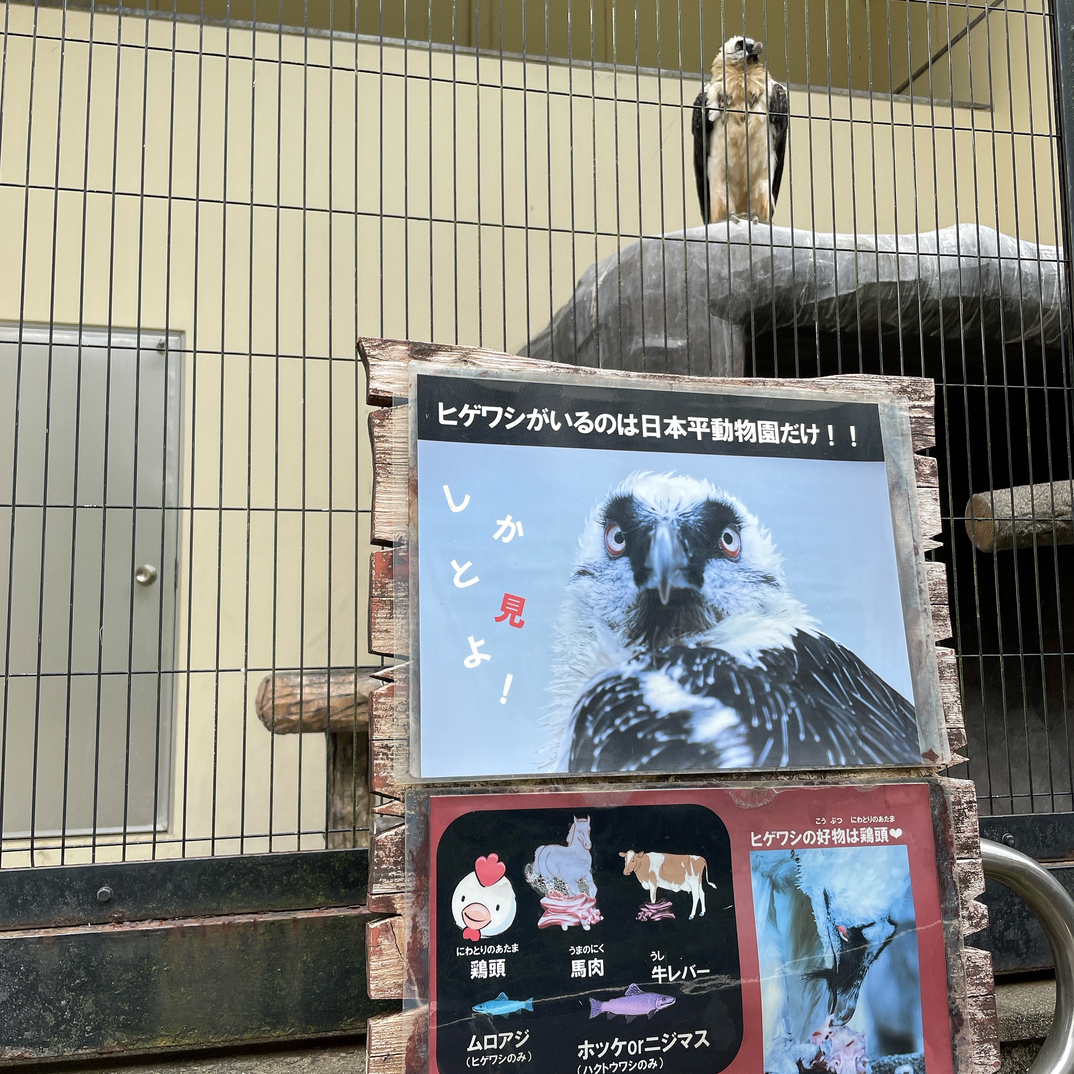日本平動物園 Bluebird Story
